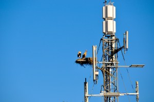 We spotted these birds on this gadget-y looking post high up in the sky