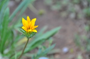 yellow flowers