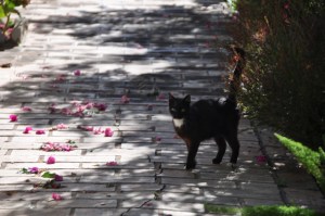 My kitty cat friend with the loud voice!