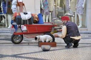Slightly blurry photo, but this is the man that had the tiny tiny puppies. They are with the bigger one in the box, but are so tiny you can't see them